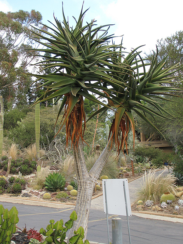 Hercules Aloe (Aloe 'Hercules') in St. Louis, Missouri (MO) at Thies