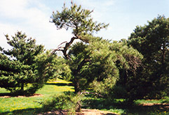 Japanese Red Pine (Pinus densiflora) at Thies Farm & Greenhouses