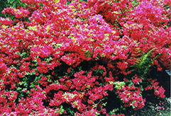 Hino Red Azalea (Rhododendron 'Hino Red') at Thies Farm & Greenhouses