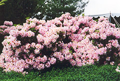 English Roseum Rhododendron (Rhododendron catawbiense 'English Roseum') at Thies Farm & Greenhouses