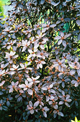 P.J.M. Elite Rhododendron (Rhododendron 'P.J.M. Elite') at Thies Farm & Greenhouses