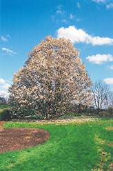 Wada's Memory Magnolia (Magnolia kobus 'Wada's Memory') at Thies Farm & Greenhouses