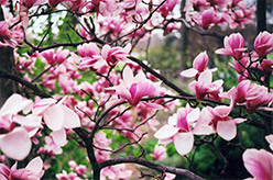 Forest Pink Saucer Magnolia (Magnolia x soulangeana 'Forest Pink') at Thies Farm & Greenhouses