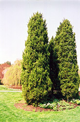 Eastern Redcedar (Juniperus virginiana) at Thies Farm & Greenhouses
