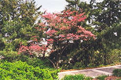 Red Giant Flowering Dogwood (Cornus florida 'Red Giant') at Thies Farm & Greenhouses