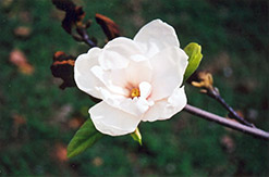 Purple Eye Magnolia (Magnolia denudata 'Purple Eye') at Thies Farm & Greenhouses