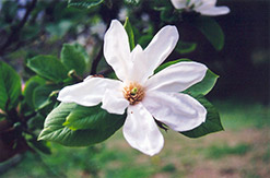 Kobus Magnolia (Magnolia kobus) at Thies Farm & Greenhouses