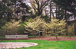 Barton Flowering Dogwood (Cornus florida 'Barton') at Thies Farm & Greenhouses