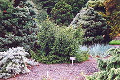 Creeping Oriental Spruce (Picea orientalis 'Repens') at Thies Farm & Greenhouses