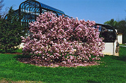 Pinkie Magnolia (Magnolia 'Pinkie') at Thies Farm & Greenhouses