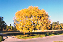 Boxelder (Acer negundo) at Thies Farm & Greenhouses