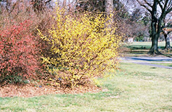 Spring Glow Cornelian Cherry Dogwood (Cornus mas 'Spring Glow') at Thies Farm & Greenhouses