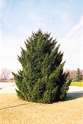 Oriental Spruce (Picea orientalis) at Thies Farm & Greenhouses