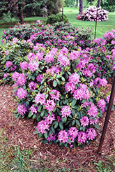 Roseum Elegans Rhododendron (Rhododendron catawbiense 'Roseum Elegans') at Thies Farm & Greenhouses