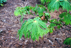 Fullmoon Maple (Acer japonicum) at Thies Farm & Greenhouses