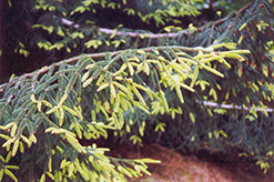 Golden Oriental Spruce (Picea orientalis 'Aurea') at Thies Farm & Greenhouses