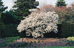 Star Magnolia (Magnolia stellata) at Thies Farm & Greenhouses