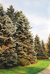 Moorheim Blue Spruce (Picea pungens 'Moerheimii') at Thies Farm & Greenhouses