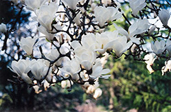 Yulan Magnolia (Magnolia denudata) at Thies Farm & Greenhouses