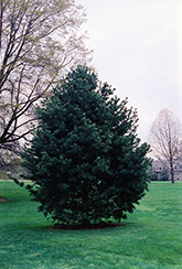 Blue Limber Pine (Pinus flexilis 'Glauca') at Thies Farm & Greenhouses