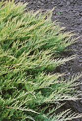 Broadmoor Juniper (Juniperus sabina 'Broadmoor') at Thies Farm & Greenhouses