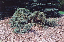 Creeping Blue Spruce (Picea pungens 'Glauca Prostrata') at Thies Farm & Greenhouses