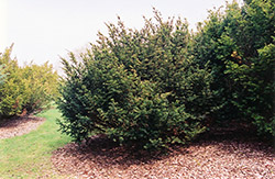 Kelsey Yew (Taxus x media 'Kelseyi') at Thies Farm & Greenhouses