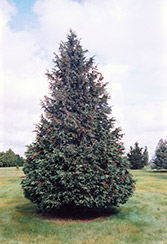 Blue Nootka Cypress (Chamaecyparis nootkatensis 'Glauca') at Thies Farm & Greenhouses