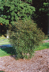 Cutleaf Glossy Buckthorn (Rhamnus frangula 'Asplenifolia') at Thies Farm & Greenhouses