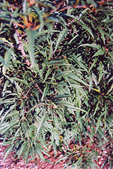 Cutleaf Glossy Buckthorn (Rhamnus frangula 'Asplenifolia') at Thies Farm & Greenhouses