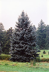 Hoopsii Blue Spruce (Picea pungens 'Hoopsii') at Thies Farm & Greenhouses