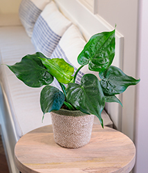 Hooded Dwarf Elephant's Ear (Alocasia cucullata) at Thies Farm & Greenhouses