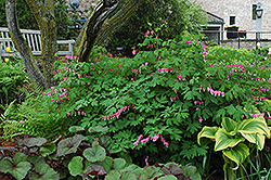 Common Bleeding Heart (Dicentra spectabilis) at Thies Farm & Greenhouses