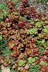 Queen Elizabeth Stonecrop (Sedum spurium 'Queen Elizabeth') at Thies Farm & Greenhouses
