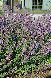 Walker's Low Catmint (Nepeta x faassenii 'Walker's Low') at Thies Farm & Greenhouses