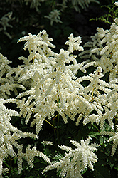 Bridal Veil Astilbe (Astilbe x arendsii 'Bridal Veil') at Thies Farm & Greenhouses