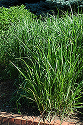 Switch Grass (Panicum virgatum) at Thies Farm & Greenhouses