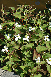 Variegated Chameleon Plant (Houttuynia cordata 'Variegata') at Thies Farm & Greenhouses