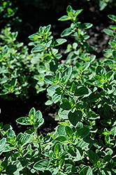 Oregano (Origanum vulgare) at Thies Farm & Greenhouses