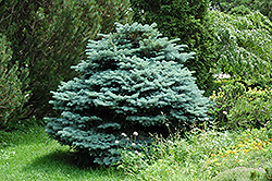 Globe Blue Spruce (Picea pungens 'Globosa') at Thies Farm & Greenhouses