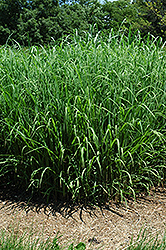 Silver Feather Maiden Grass (Miscanthus sinensis 'Silver Feather') at Thies Farm & Greenhouses