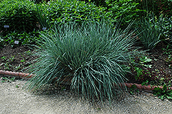 Blue Oat Grass (Helictotrichon sempervirens) at Thies Farm & Greenhouses