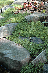 Six Row Stonecrop (Sedum sexangulare) at Thies Farm & Greenhouses