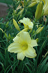 Happy Ever Appster Happy Returns Daylily (Hemerocallis 'Happy Returns') at Thies Farm & Greenhouses