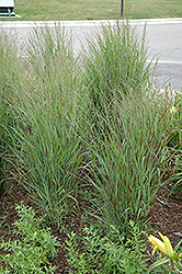 Shenandoah Reed Switch Grass (Panicum virgatum 'Shenandoah') at Thies Farm & Greenhouses