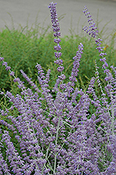 Russian Sage (Perovskia atriplicifolia) at Thies Farm & Greenhouses