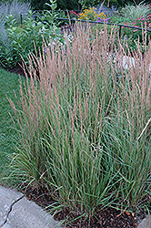 Variegated Reed Grass (Calamagrostis x acutiflora 'Overdam') at Thies Farm & Greenhouses