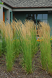 Karl Foerster Reed Grass (Calamagrostis x acutiflora 'Karl Foerster') at Thies Farm & Greenhouses