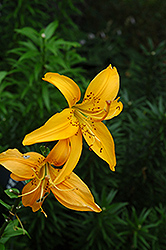 Golden Tapestry Lily (Lilium 'Golden Tapestry') at Thies Farm & Greenhouses