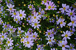 Pink Tickseed (Coreopsis rosea) at Thies Farm & Greenhouses